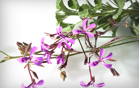 Der Wirkstoff Pelargonium sidoides – gewonnen aus den Wurzeln der Kapland-Pelargonie – wird bei Atemwegsinfekten eingesetzt