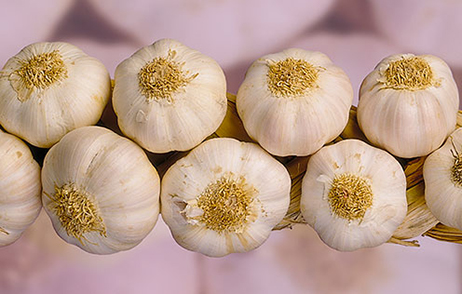 Knoblauch
