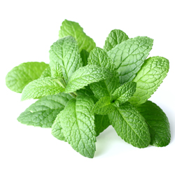 Zweige frische Minze