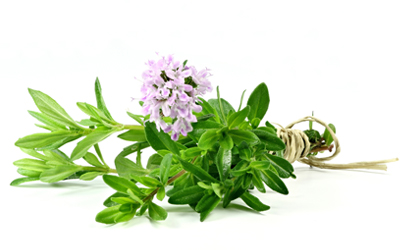 Thymianzweig mit Blüte