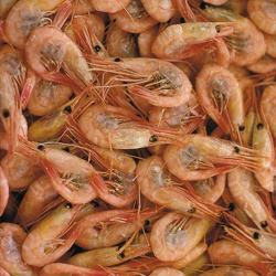 Garnelen