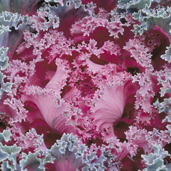 roter Kohl oder Salat