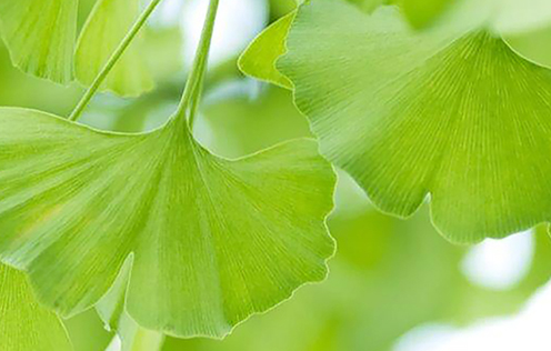 Ginkoblätter