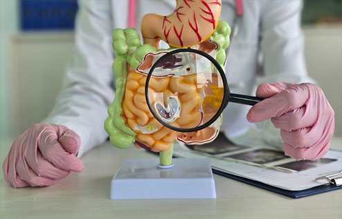 Ärztin mit Lupe in der Hand ein Modell eines Darms zeigend