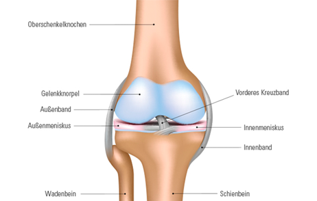 Kniegelenk und ihre Bestandteile