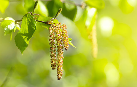 Beschwerdefrei durch die Heuschnupfen-Zeit mit Allergie-Pass und Pollenflugkalender