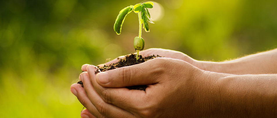 Hände voll mit Erde und einer Pflanze