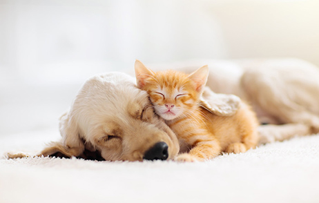 Hundewelpe und Katzenbaby kuscheln