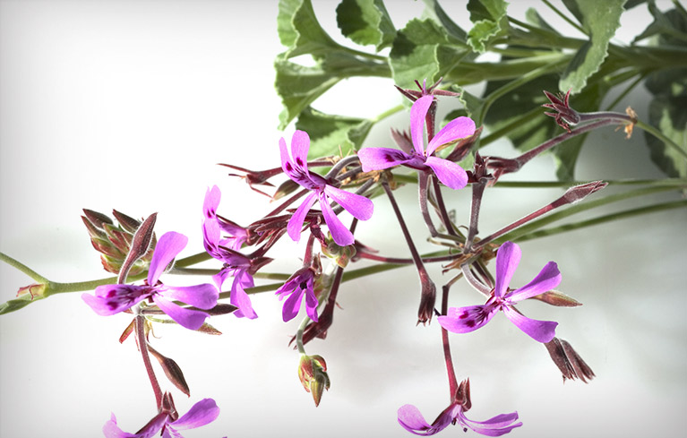 Wirkstoff Pelargonium sidoides – gewonnen aus den Wurzeln der Kapland-Pelargonie – bei Atemwegsinfekten eingesetzt