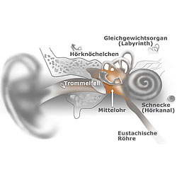 Das Mittelohr