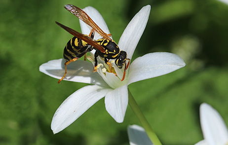 Insekten