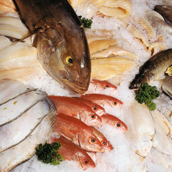 Fettfisch ist ein wertvoller Vitamin D Lieferant