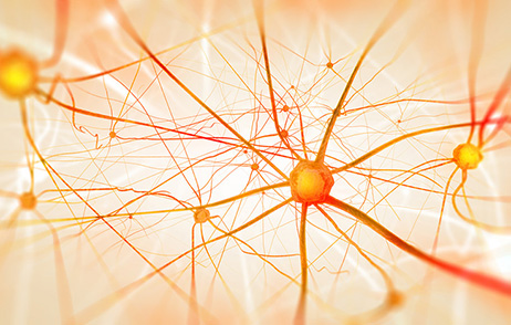 Nervenzellen