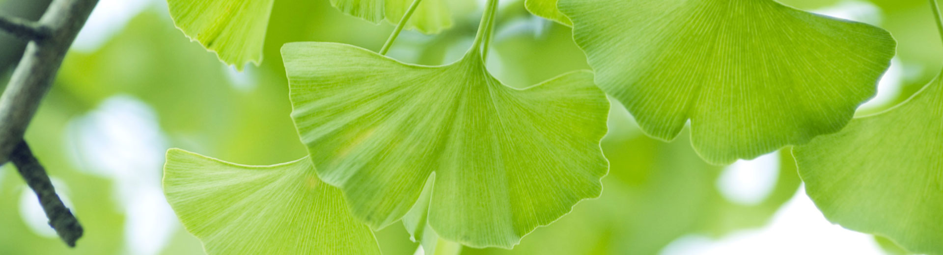 Ginkgoblatt
